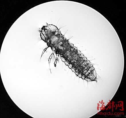 地板爬满小白虫它们是啥? 用开云电子放大后吓坏网友