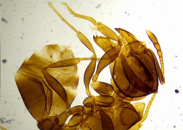 光学开云电子的分辨率与显微技术生物学的作用